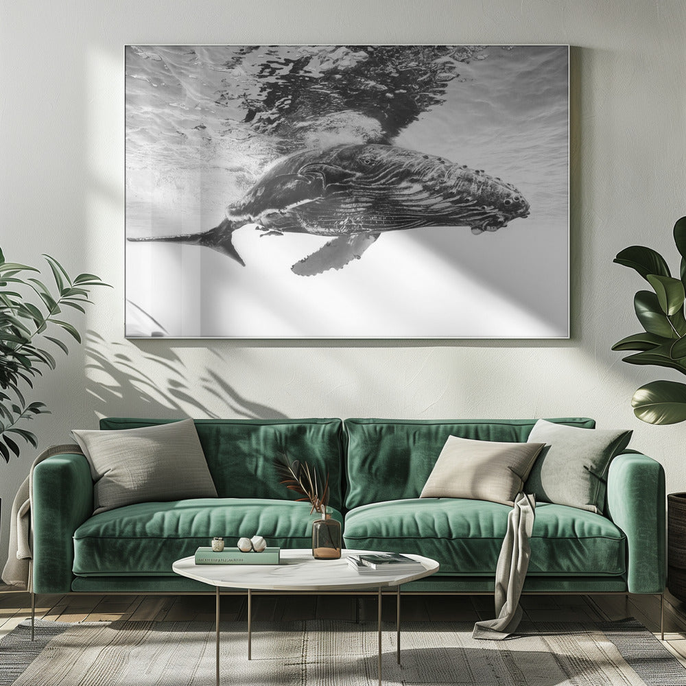 Humpback whale calf Wall Artwork 0