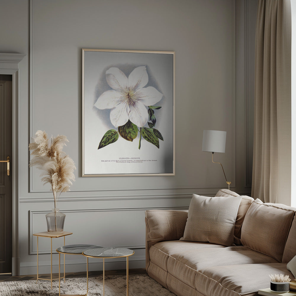 Clematis Flower Lithograph Wall Artwork 0