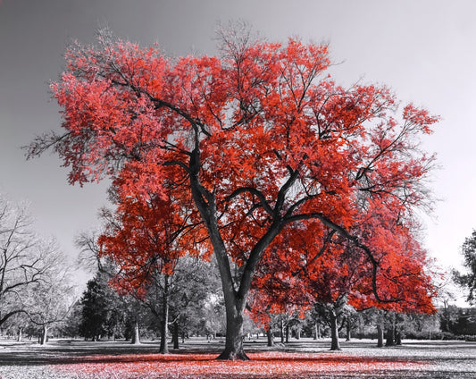 Red Tree Leaves Wall Art 48" x 36" Canvas Print