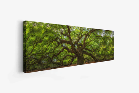 Angel Oak Tree 36" x 12" Fine Art Canvas Print Varnish Ready to be hang
