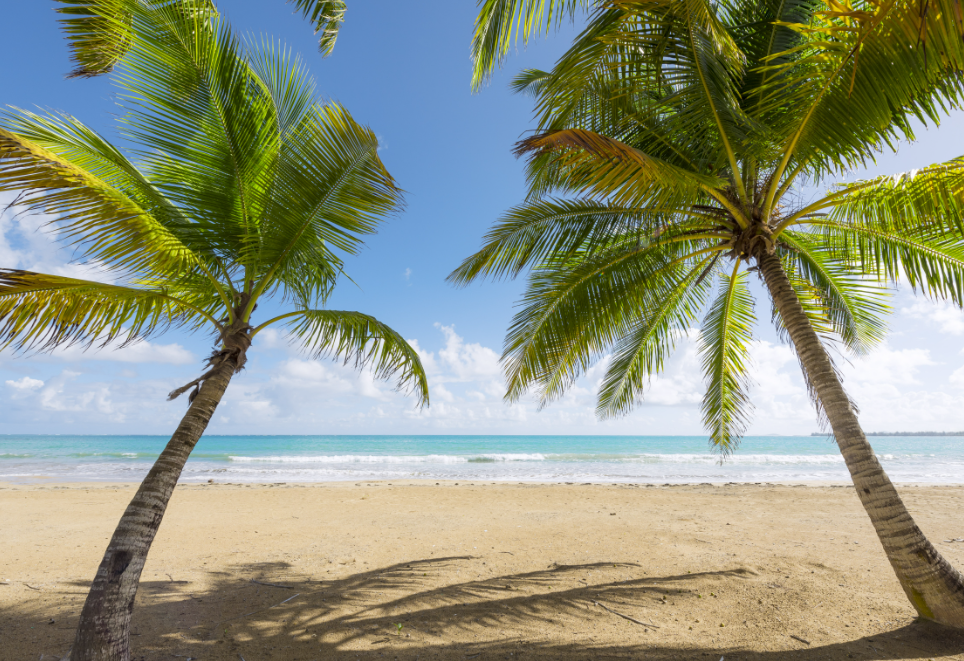 Duo Palm Trees at the beach 8"x 8" Varnished Canvas Print