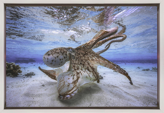 Dancing Octopus Wall Artwork In Black Floating Frame