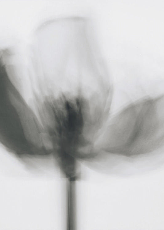 Mono Tulip by Magda Izzard — artwork front view