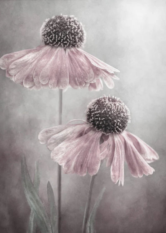 "Duet" by Mandy Disher Varnished 24inx 36in Wall Art
