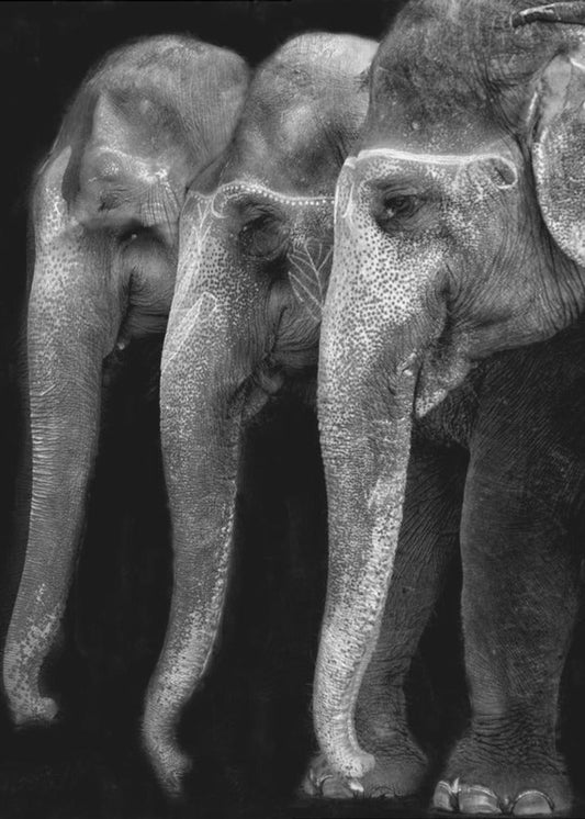 Wall art Nature\'s great masterpiece, an elephant; the only harmless great thing ...