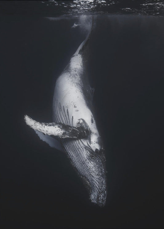 Black Whale Wall Artwork In Black Floating Frame