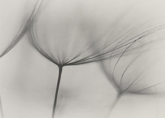 Tragopogon by Lotte Grønkjær — artwork front view