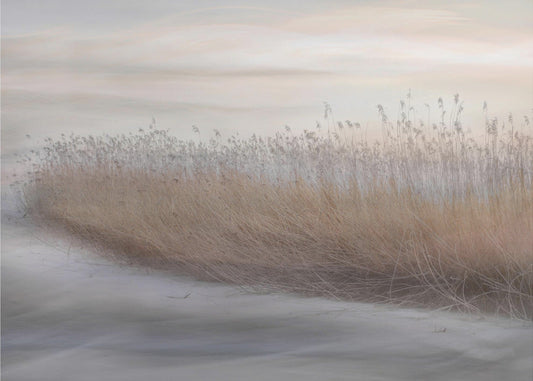 Winter Reed by Christina Sillen — artwork front view