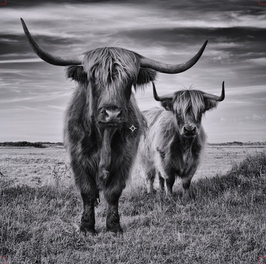 Highland Cows Black & White Photograph 24in x 24in Canvas Print