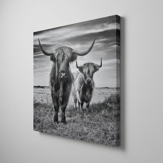 Highland Cows Black & White Photograph 24in x 24in Canvas Print