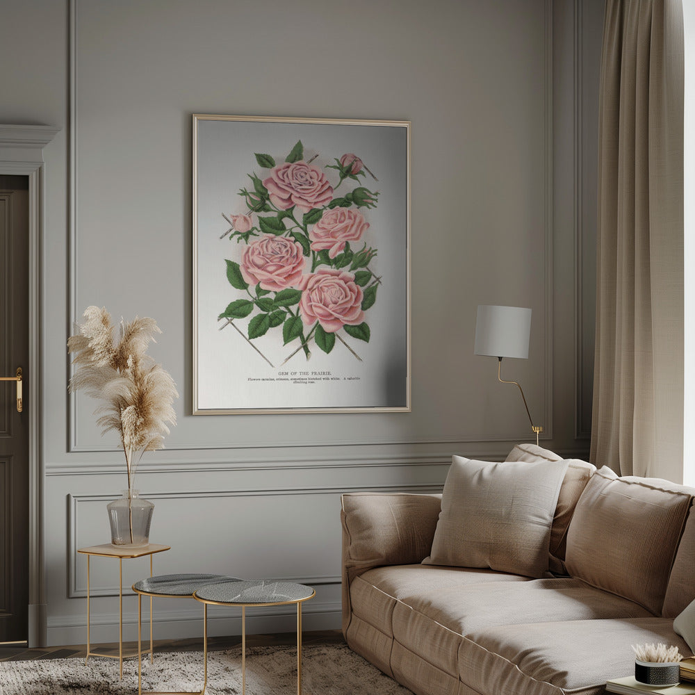  Pink Rose, Gem of the Prairie Lithograph Wall Artwork 0