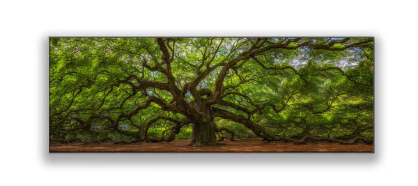 Angel Oak Tree 36" x 12" Fine Art Canvas Print Varnish Ready to be hang
