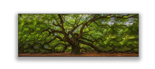 Angel Oak Tree 36" x 12" Fine Art Canvas Print Varnish Ready to be hang