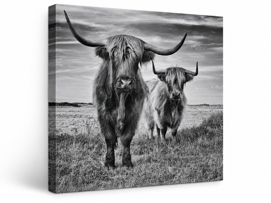 Highland Cows Black & White Photograph 24in x 24in Canvas Print