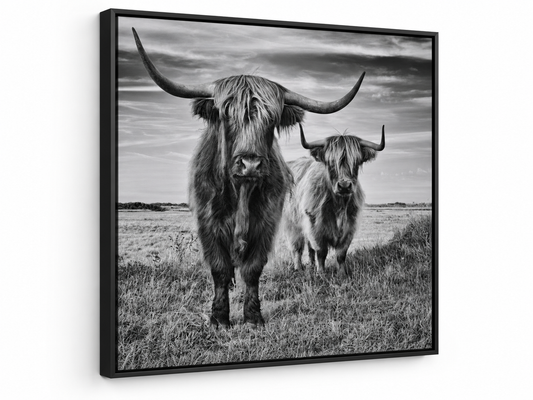 Highland Cows Black & White Photograph 24in x 24in Canvas Print