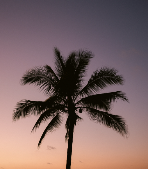 Costa Rica Palm Tree 8"x 8" Varnished Canvas Print