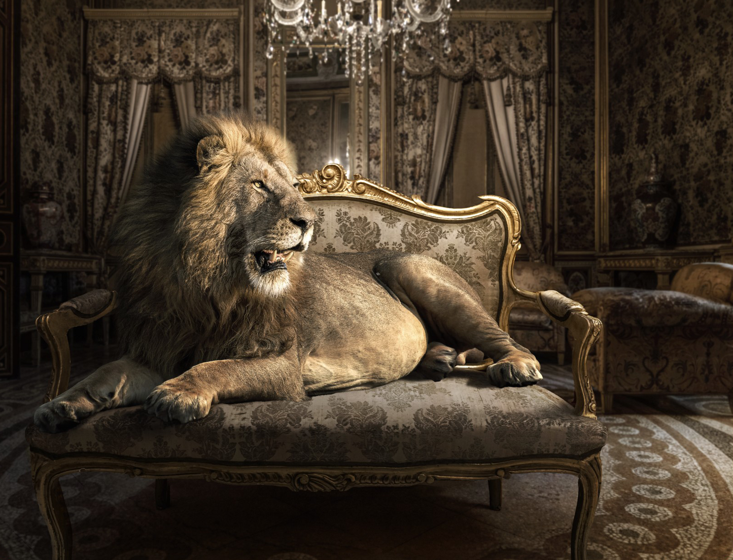 Lounging Lion Wall Art 48inx36in Varnished Canvas