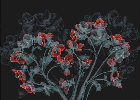Beautiful Hellebores by Lydia Jacobs — artwork front view