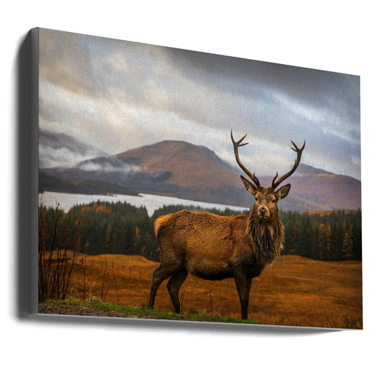  Scottish Stag Wall Artwork Gallery Wrapped (Ready to Hang)