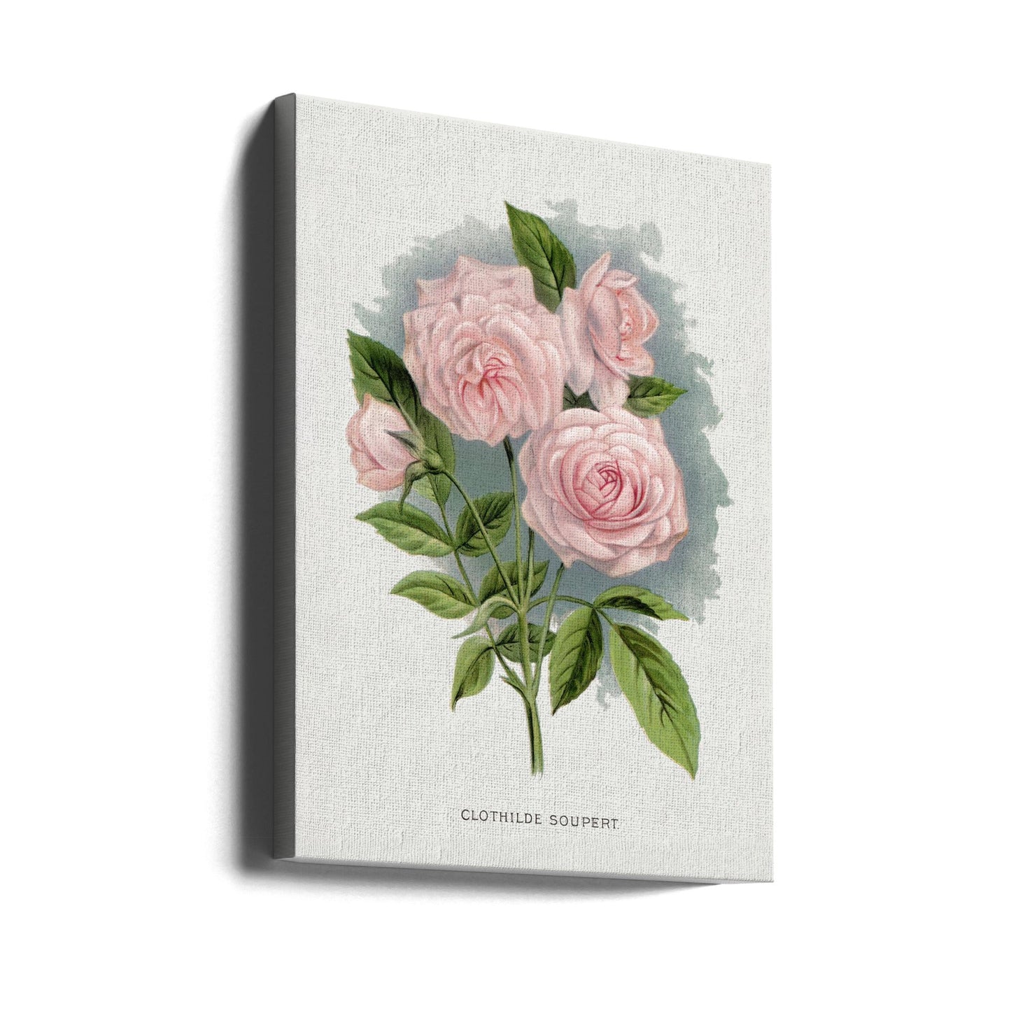  Pink Rose, Clothilde Soupert Lithograph Wall Artwork Gallery Wrapped (Ready to Hang)