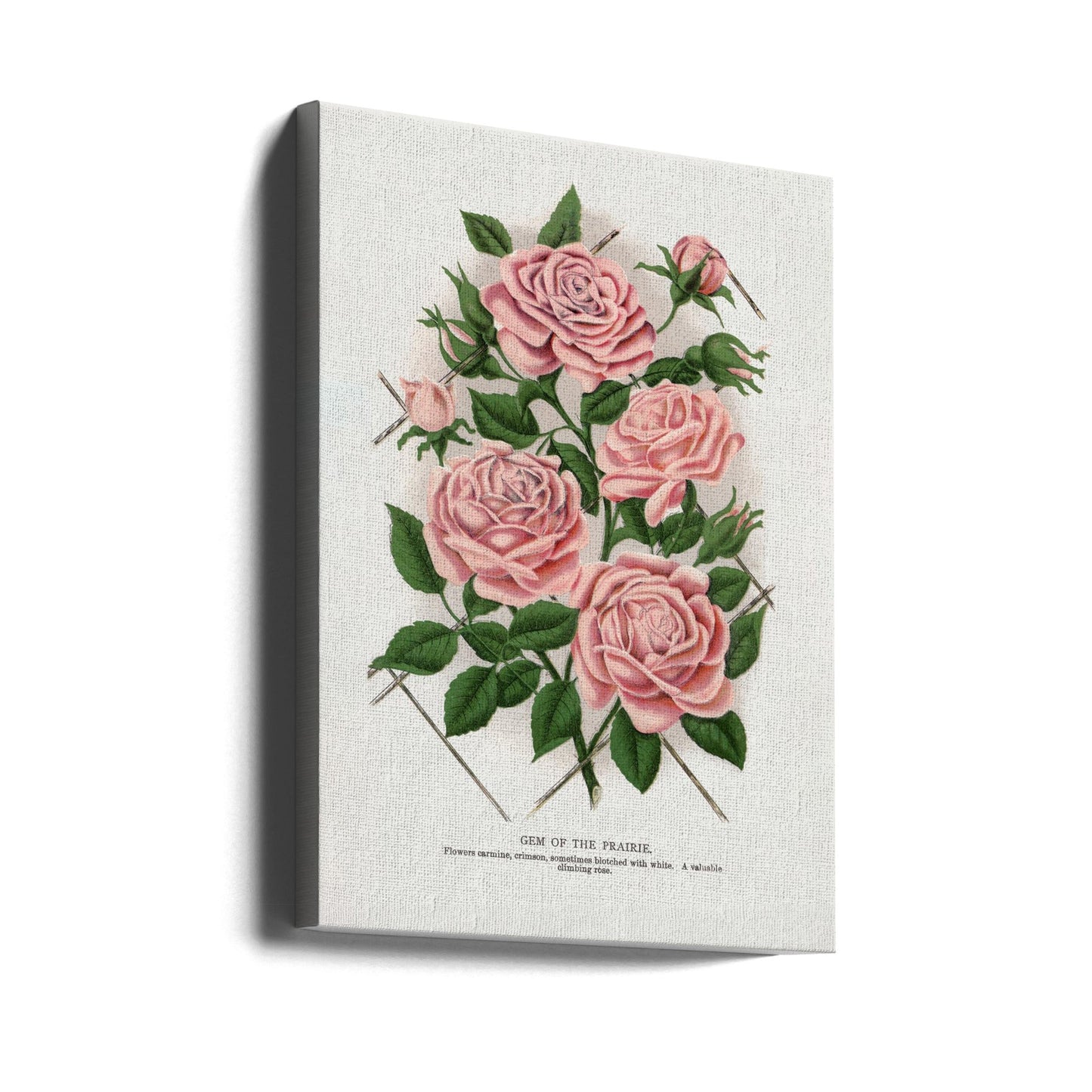  Pink Rose, Gem of the Prairie Lithograph Wall Artwork Gallery Wrapped (Ready to Hang)