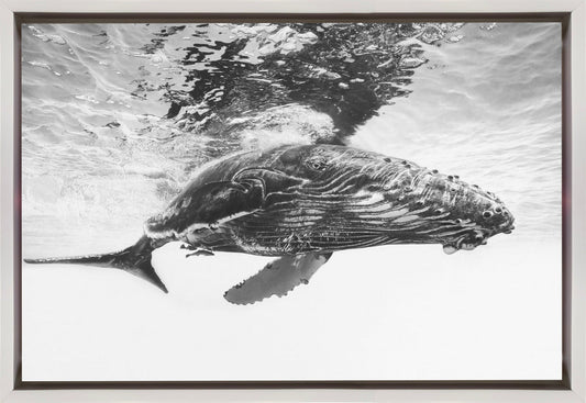  Humpback whale calf Wall Artwork In Black Floating Frame