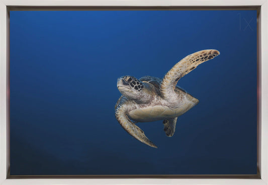 Wall art Green Turtle