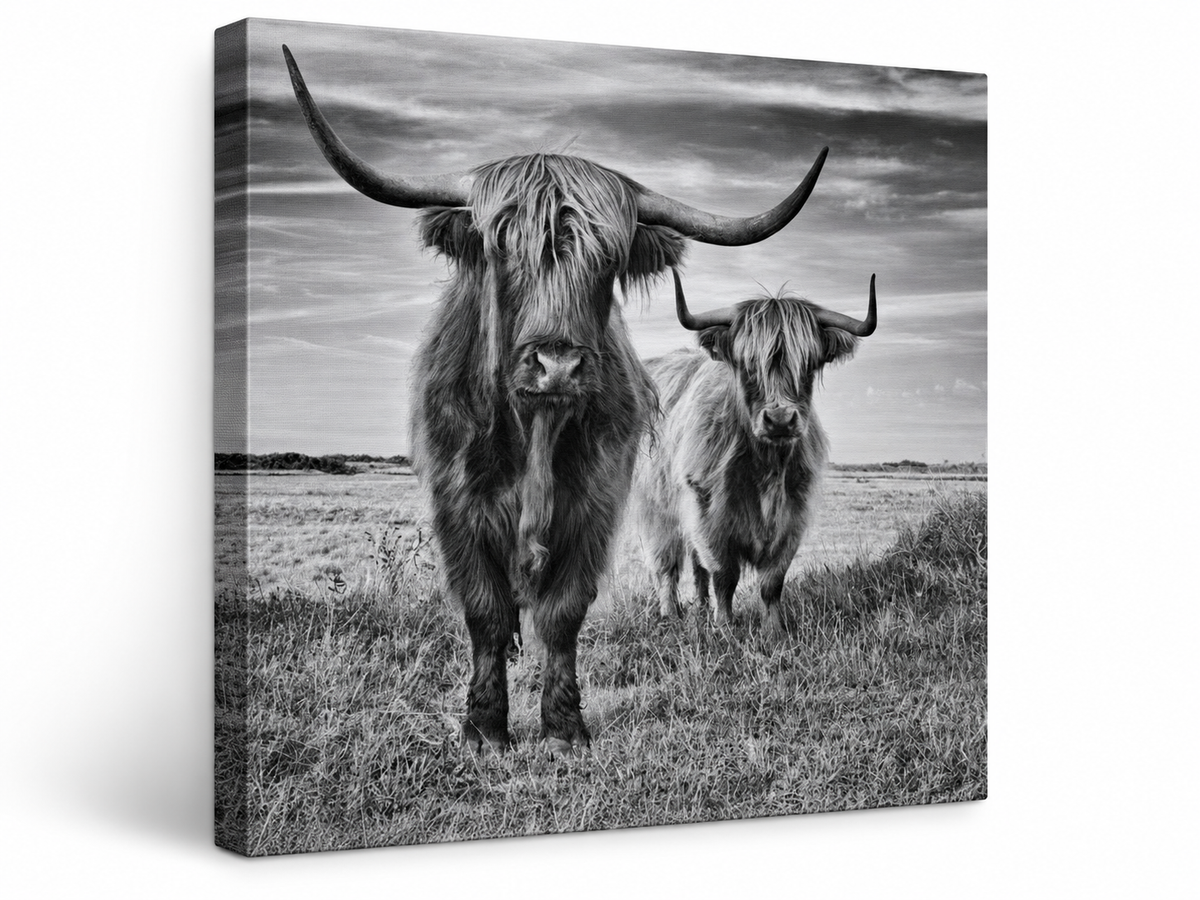 Highland Cows — gallery-wrapped canvas angled view