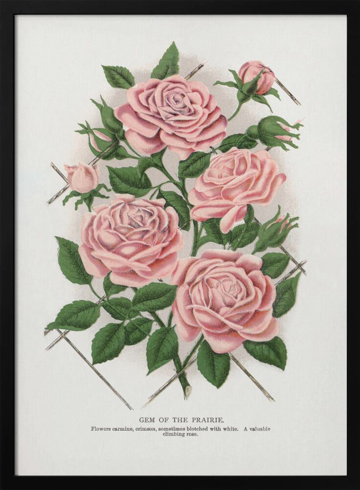  Pink Rose, Gem of the Prairie Lithograph Wall Artwork In Black Floating Frame