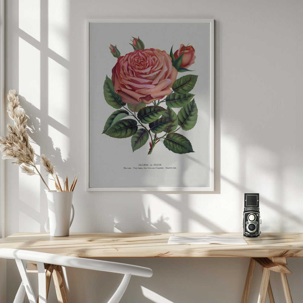  Pink Rose, Glorie De Dijon Lithograph Wall Artwork In White Floating Frame