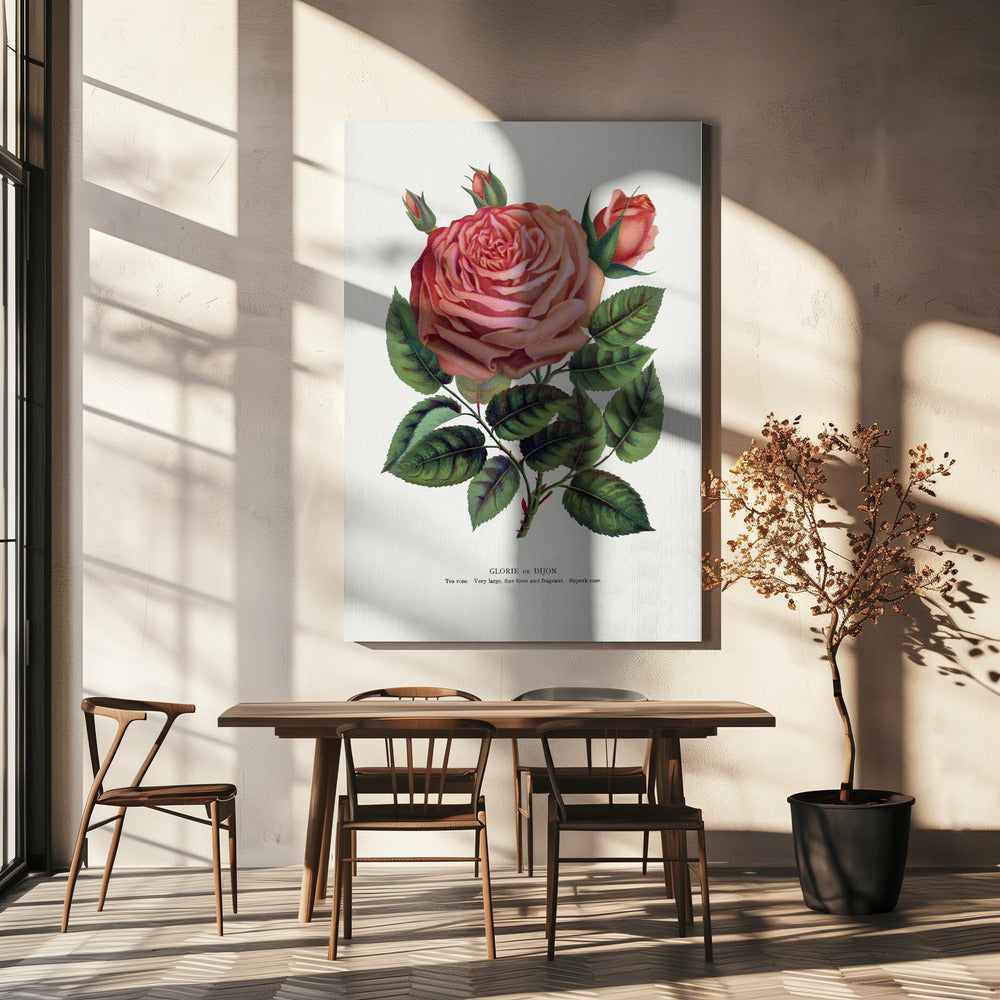  Pink Rose, Glorie De Dijon Lithograph Wall Artwork In White Floating Frame
