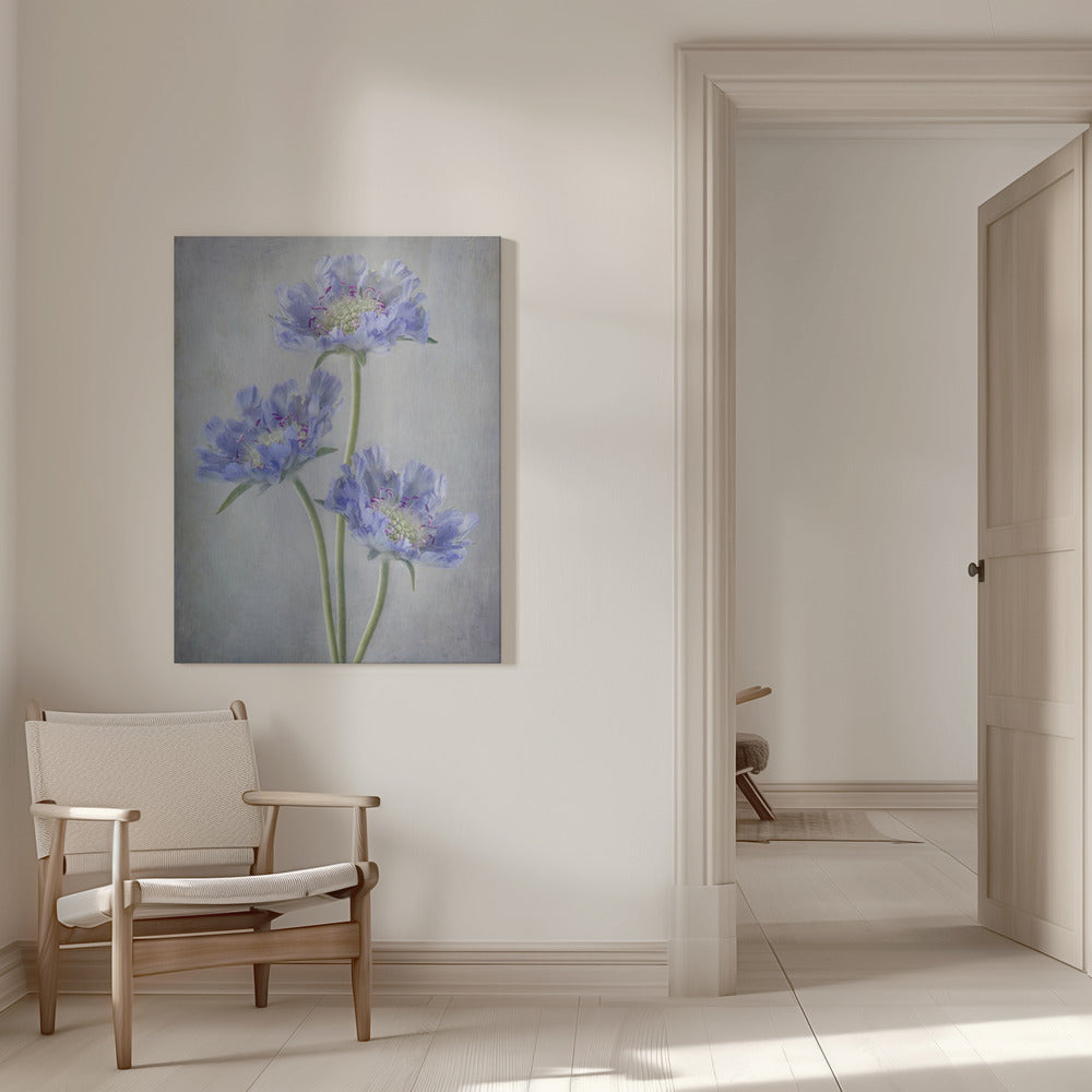  Scabiosa Wall Artwork 0