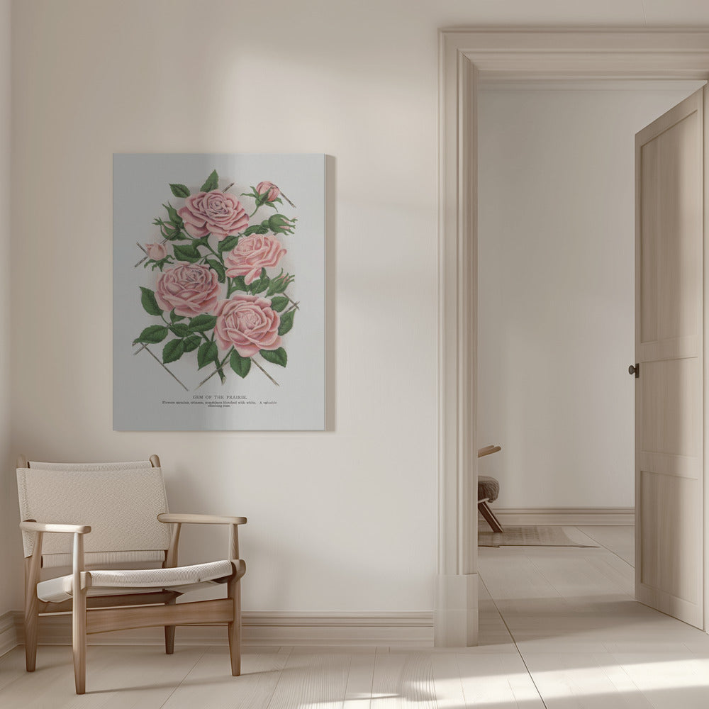  Pink Rose, Gem of the Prairie Lithograph Wall Artwork 0