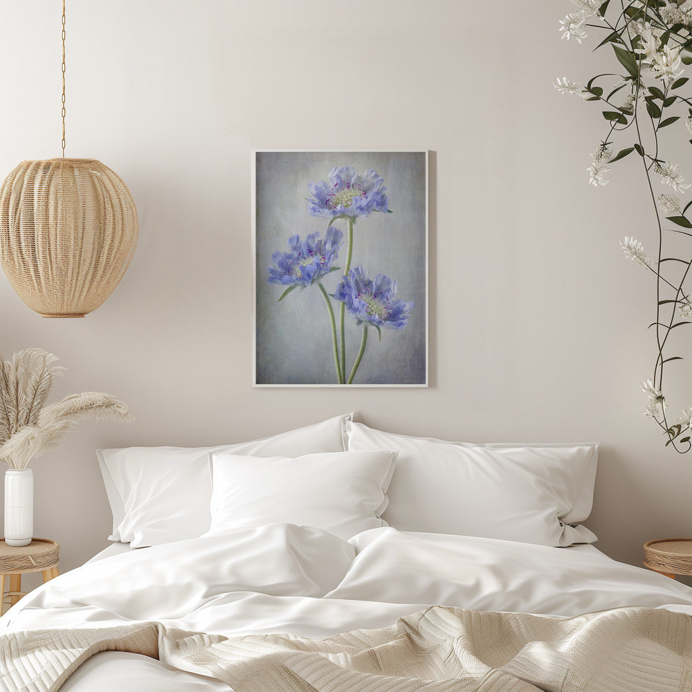  Scabiosa Wall Artwork 0