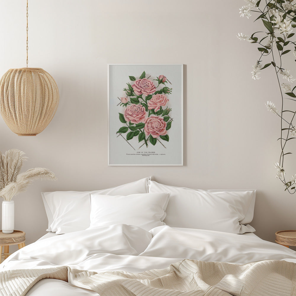  Pink Rose, Gem of the Prairie Lithograph Wall Artwork 0