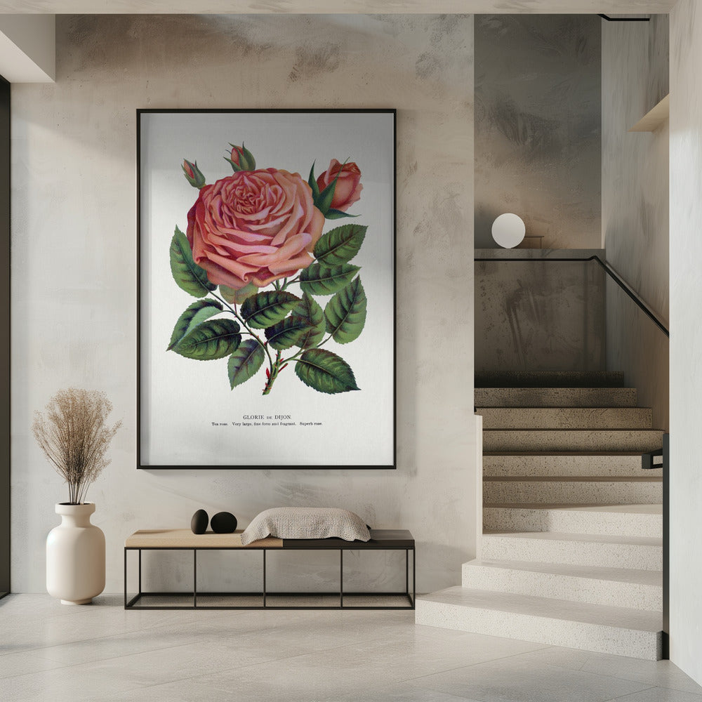 Pink Rose, Glorie De Dijon Lithograph Wall Artwork 0