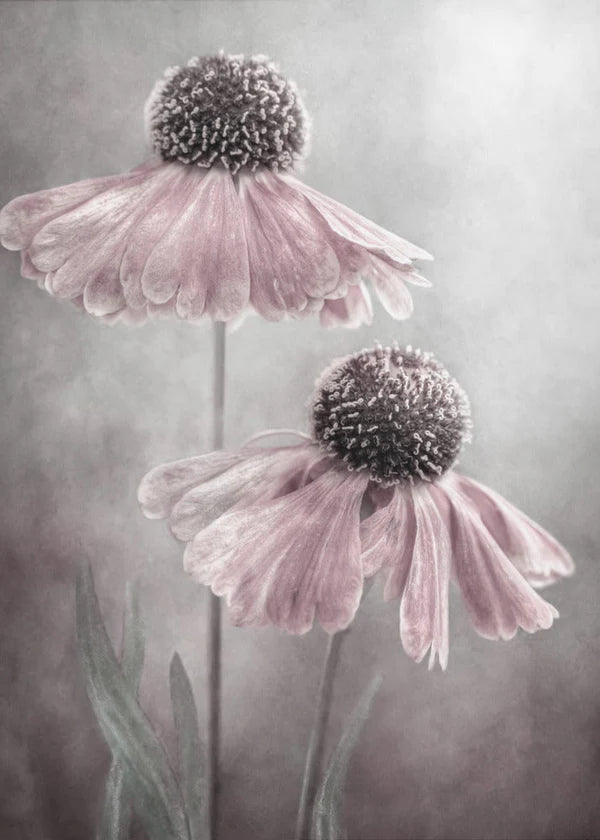 "Duet" by Mandy Disher Varnished 24inx 36in Wall Art
