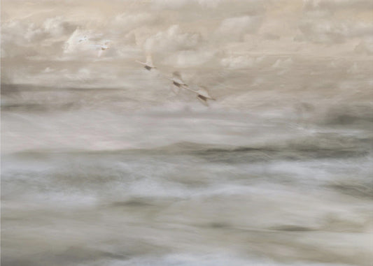 Swans over sea by Christina Sillen — artwork front view