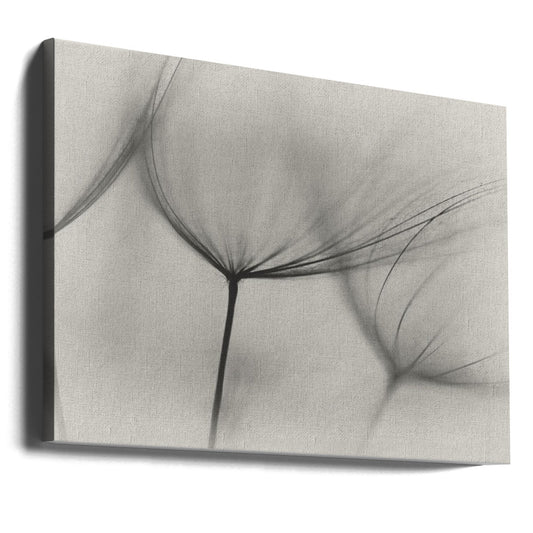 Tragopogon by Lotte Grønkjær — gallery-wrapped canvas angled view